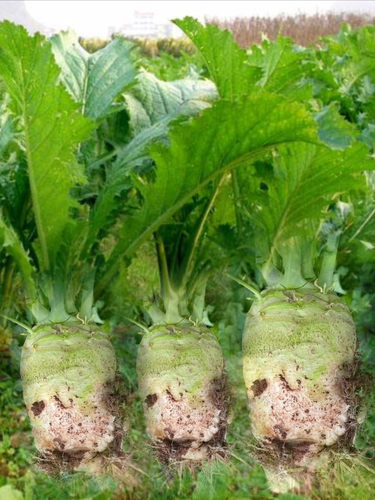 新鲜大头菜乡野农家脆嫩爽口