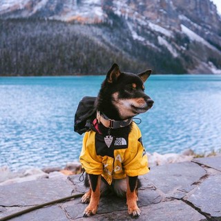 宠物狗狗衣服防水冲锋衣防雨透气两脚连帽外套狗柴犬雨衣春秋薄款