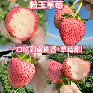 云南粉玉草莓新年礼物新鲜水果粉草莓甜草莓露天种植顺丰包邮