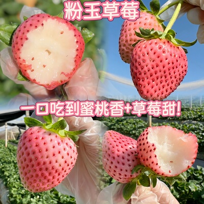 云南粉玉草莓新鲜水果超甜