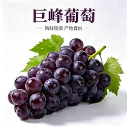 现摘巨峰葡萄当季大果顺丰冷链包邮孕妇水果正宗句容丁庄产地直供