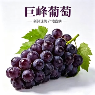现摘巨峰葡萄当季大果顺丰冷链包邮孕妇水果正宗句容丁庄产地直供