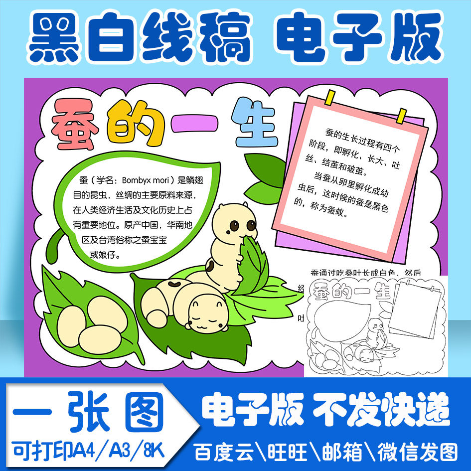 养蚕 蚕的一生手抄报模板蚕成长记录电子版ss1黑白线稿图片a3  8k