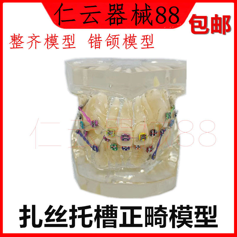 牙科材料教学模型正畸模型