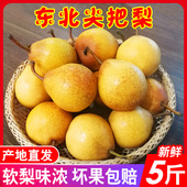尖把梨秋子梨可做冻梨东北特产辽宁鞍山小酸梨孕妇水果 葫芦梨 包邮