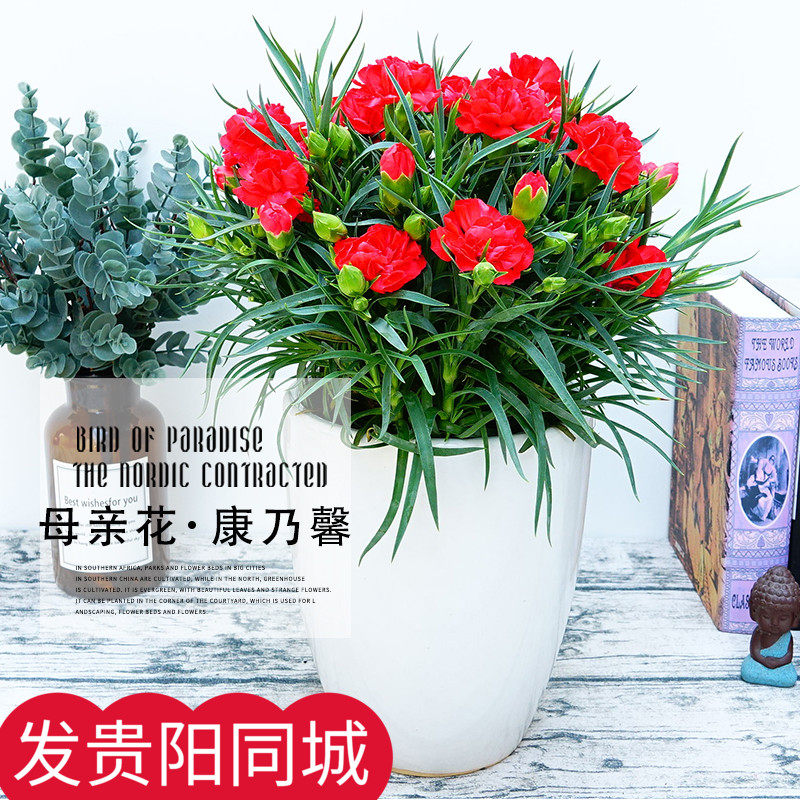 康乃馨盆栽香石竹母亲花带花苞四季开花不断室内阳台喜阳花卉绿植