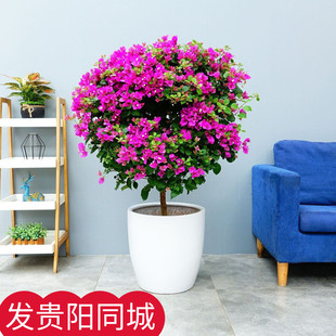 贵阳星齐花卉三角梅盆栽地栽阳台花卉露天四季开花庭院攀援植物