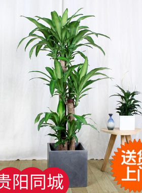 星齐花卉巴西木盆栽盆景办公室植物 超大植物风水学绿植观赏南京