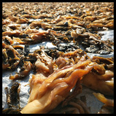 惠州特产矮陂甜梅菜芯 农家传统腌制梅菜肉饼 梅干菜特及甜梅菜干