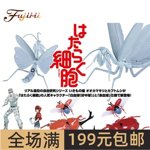 富士美 生物系列 工作细胞独角仙红细胞 螳螂 白细胞 17159