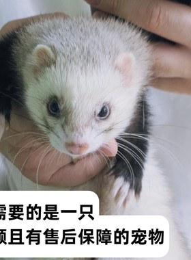 【官方正品】小龙貂宠物雪貂幼崽
