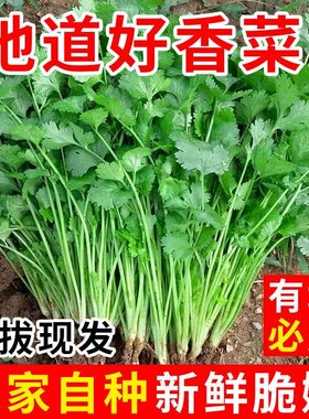 山东新鲜香菜现挖现发农家自种时令蔬菜火锅配菜芫荽调味菜