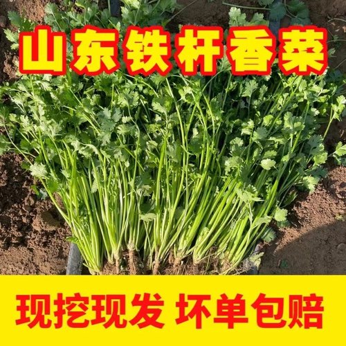 山东铁杆香菜新鲜 芫荽新鲜老粗香菜大香菜3斤/4斤包邮
