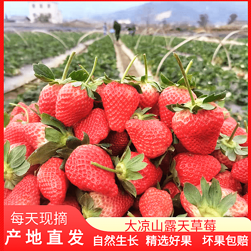 草莓新鲜孕妇水果四川草莓红颜