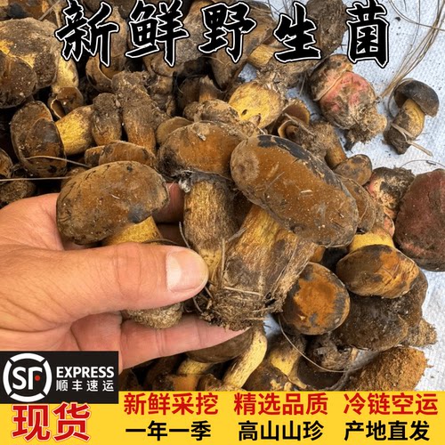 黑牛肝菌野生蘑菇新鲜采摘食用菌
