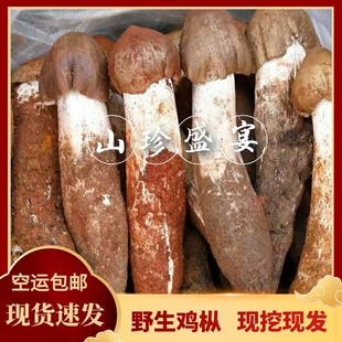 鸡枞菌新鲜野生食用菌三塔菇荔枝菌火把鸡棕四川现货顺丰冷链包邮