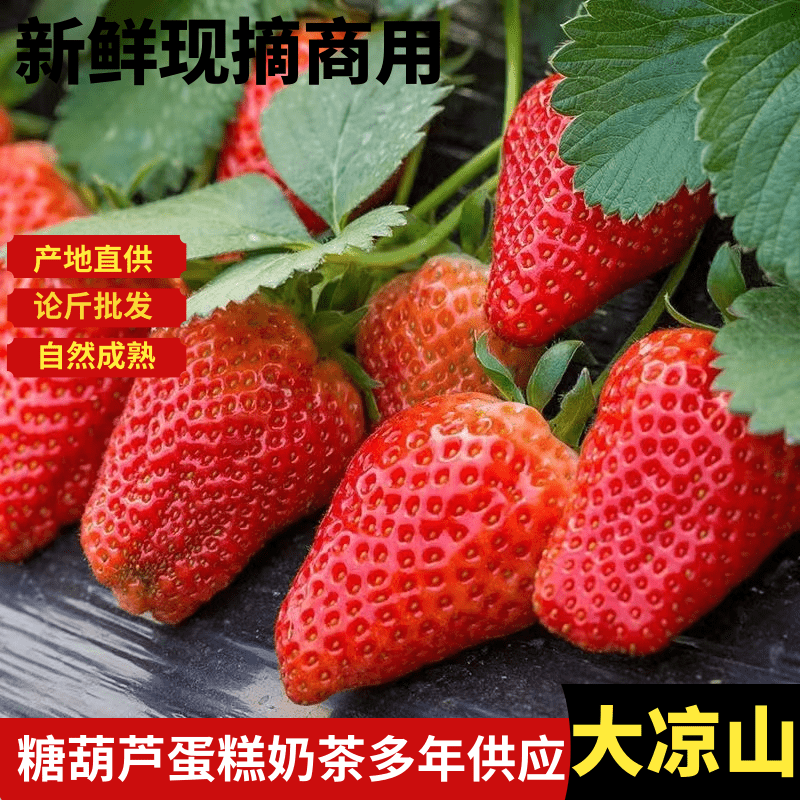 新鲜草莓红颜奶油商用烘焙糖葫芦应当季孕妇水果99凉山露天甜草莓