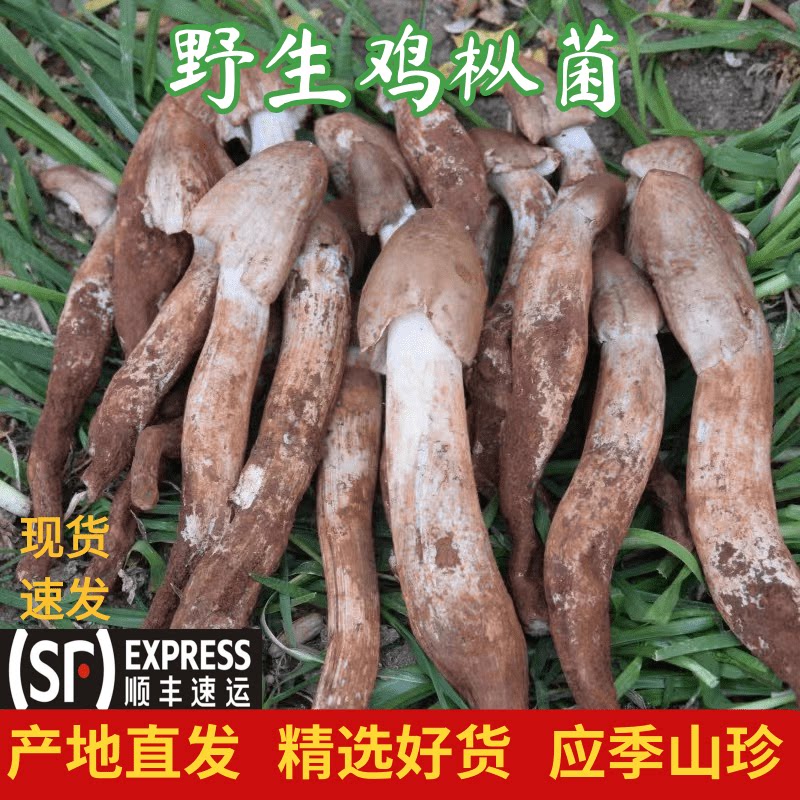鸡枞菌食用野生菌新鲜