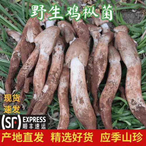 鸡枞菌食用野生菌新鲜