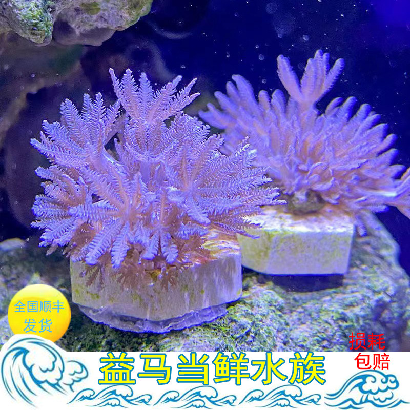 加勒比闪千手带底座海水珊瑚日本斐济白鬼爪活体珊瑚 繁殖快