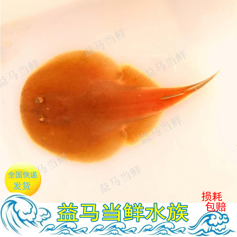 电鳐原生鱼软骨电鳗老板鱼海水鱼