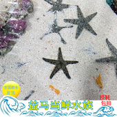 维持底沙干净 翻砂海星 工具海星 海缸翻砂生物 已检疫养定 灰色