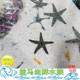 维持底沙干净 翻砂海星 工具海星 海缸翻砂生物 已检疫养定 灰色