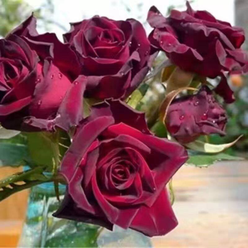 黑巴克路易十四玫瑰卡特琳娜欧洲果汁飞溅月盆栽苗四季开花带花苞