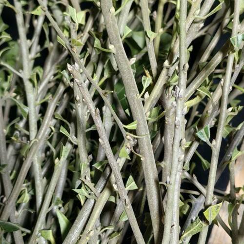 金弹子嫁接枝条现剪保湿发货