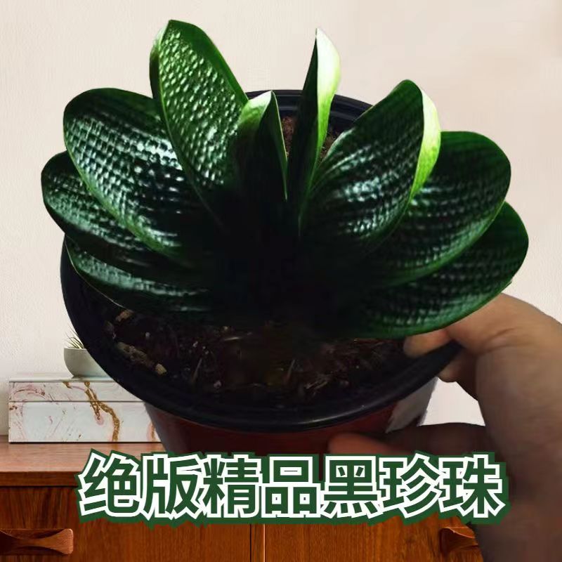东北君子兰精品名贵君子兰