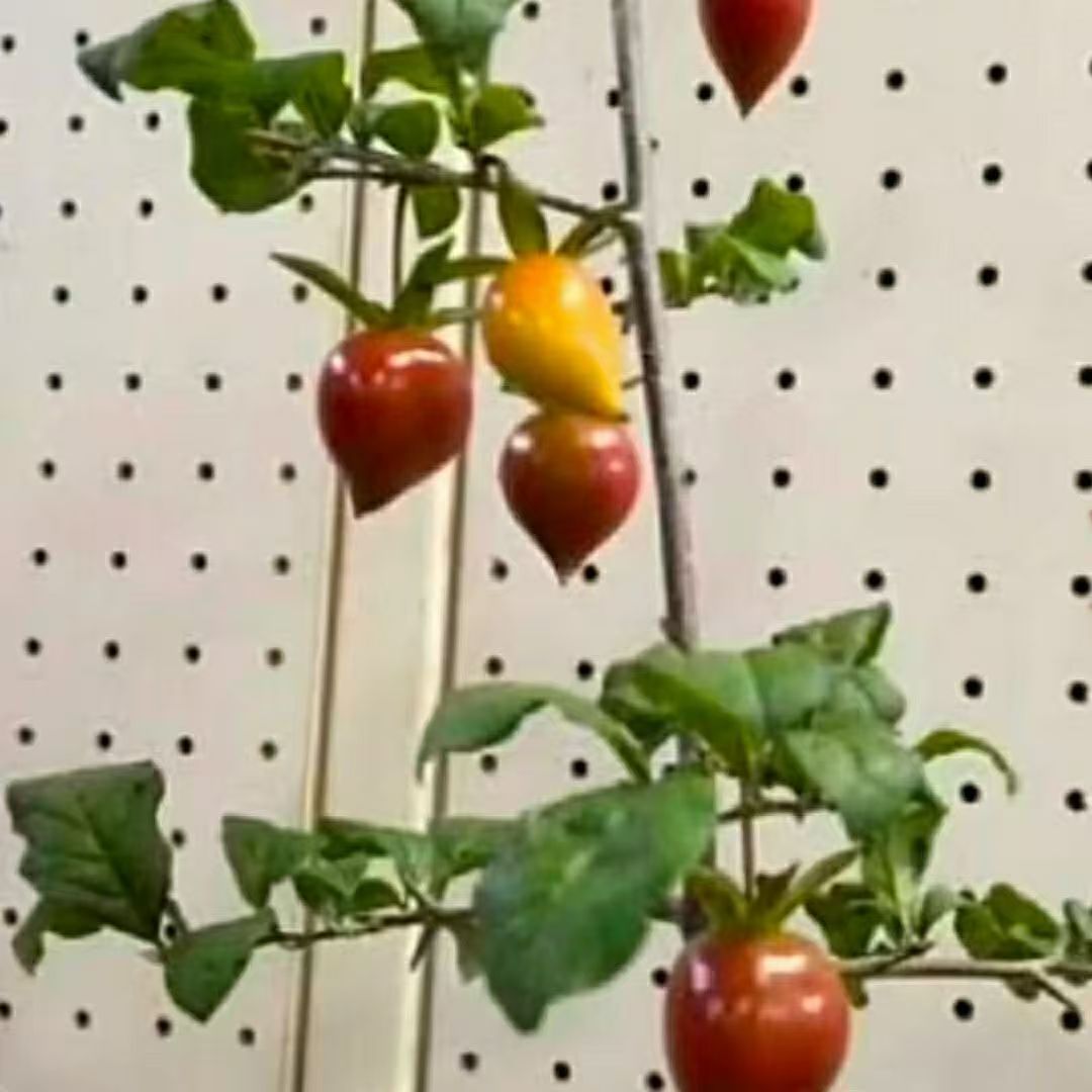 精品老鸦柿苗可扦插杯苗枝条可做嫁接老鸦柿小盆景树两年对版母桩