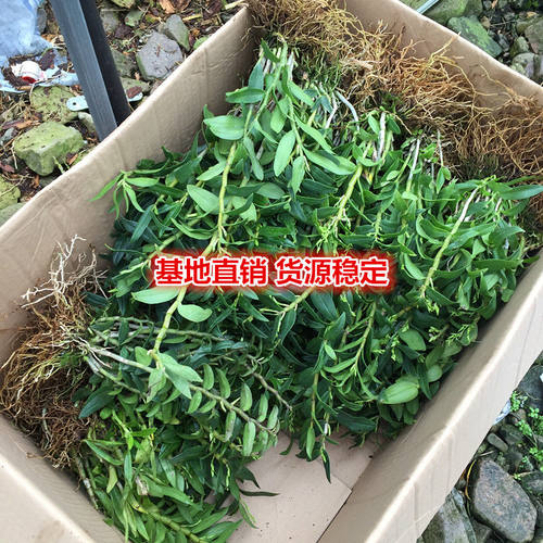 盆栽可食用铁皮石斛苗绿植吊兰