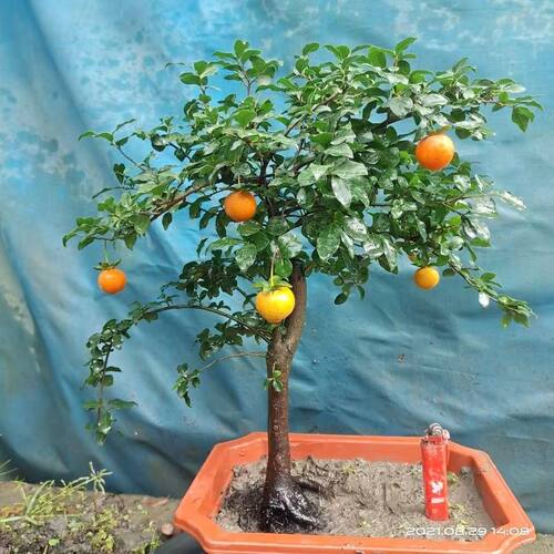 四川金弹子盆栽中国红小叶