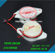 直径3cm 压电式 断续声连续声 DC3 24V 蜂鸣器 YXYD3015