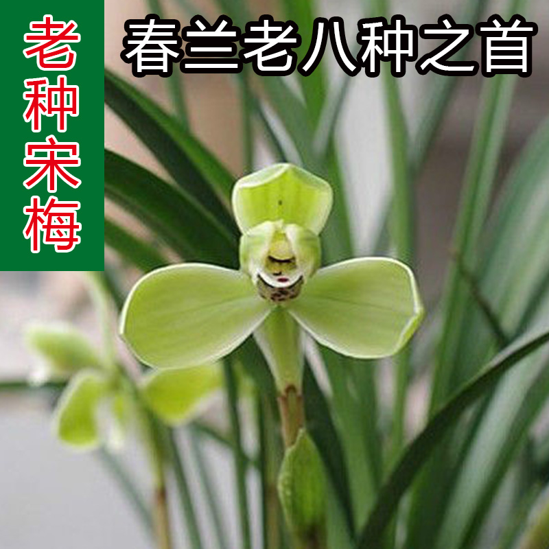 原生老种宋梅 不带花苞兰花 春兰老八种之首 兰花苗集圆龙字汪字