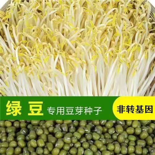 精选水培绿豆芽苗菜种子无土栽培发豆芽生苗专用新鲜蔬菜三天发芽