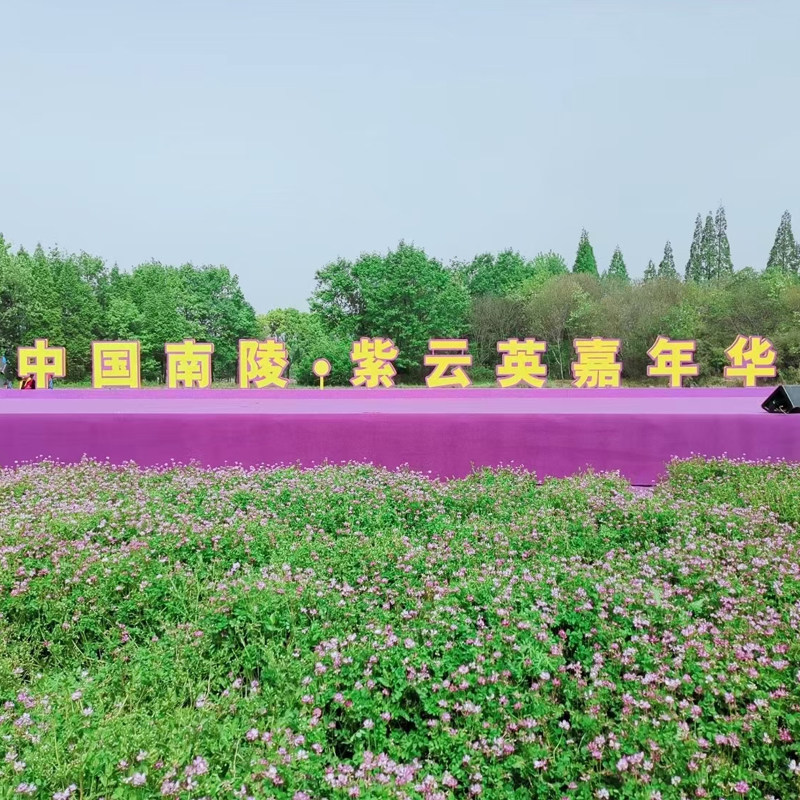 紫云英种子草籽红花草牧草草种果园绿肥养蜂蜜源景观草坪简装包邮