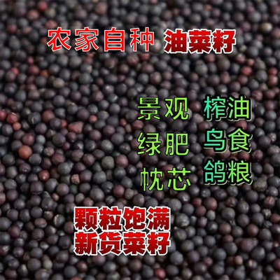 农家油菜籽鸟食肥田榨油做枕芯