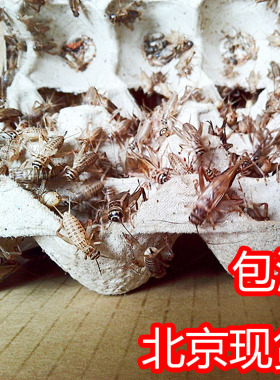 白蟋蟀黑蟋蟀针头蟋蟀活体蛐蛐油葫芦龙鱼角蛙守宫蜥蜴蜘蛛鸟食
