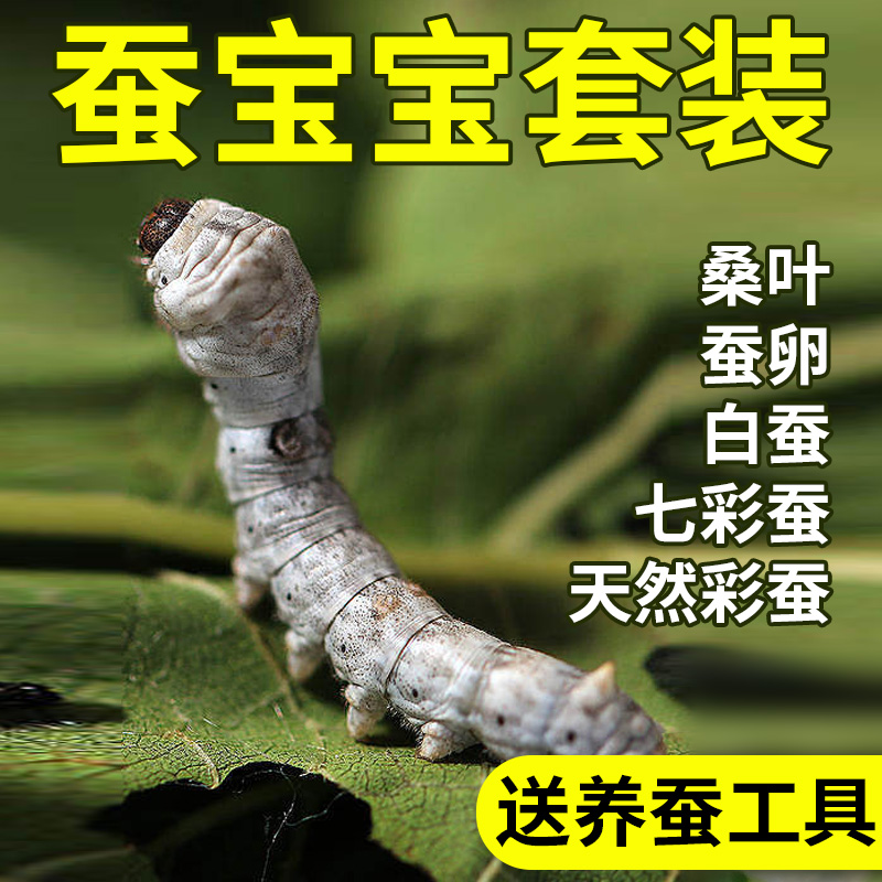 学生养蚕蚕卵孵化盒蚕宝宝