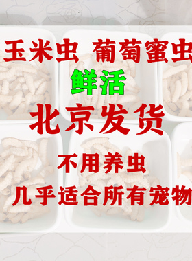 葡萄蜜玉米虫活体蜜虫小号葡萄密虫大蜡螟幼钓饵鱼饵鸟虫仓鼠刺猬