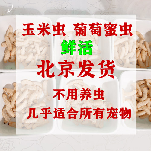 葡萄蜜玉米虫活体蜜虫