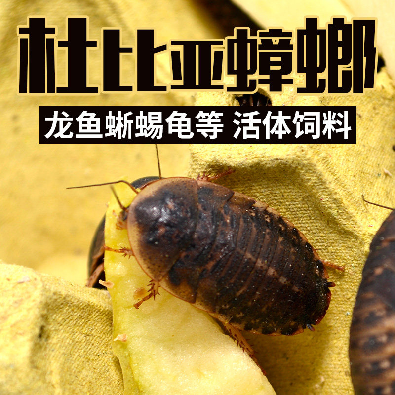 杜比亚蟑螂活体包活包邮