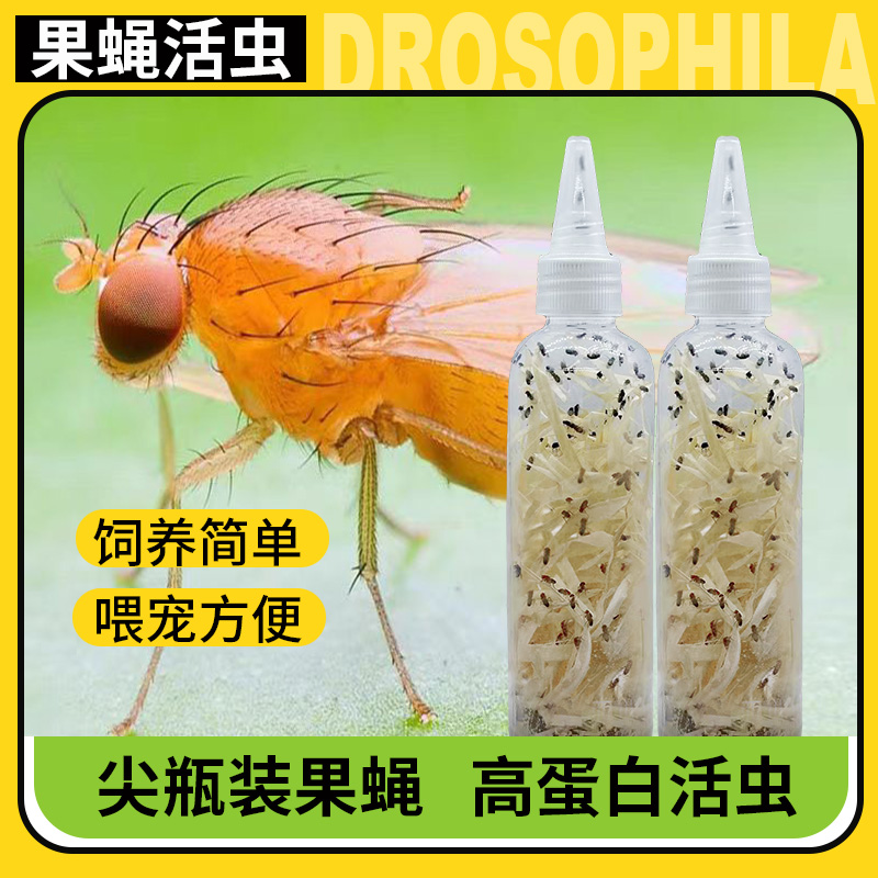 果蝇活虫高蛋白活物螳螂食物树蛙活体饲料跳蛛蚂蚁饲料幼体食物