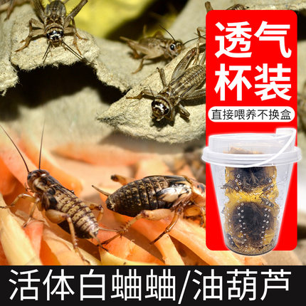 杯装白蟋蟀黑蟋蟀针头蟋蟀活体蛐蛐油葫芦龙鱼角蛙守宫蜥蜴鸟食
