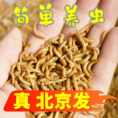 面包虫活虫黄粉虫活体活食物宠物零食鹦鹉鸟饲料虫仓鼠龙鱼乌龟粮