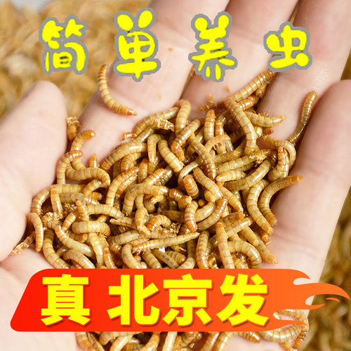 面包虫活虫黄粉虫活体活食物宠物零食鹦鹉鸟饲料虫仓鼠龙鱼乌龟粮