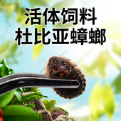 包邮 杜比亚蟑螂活体幼体亚成各种规格 守宫蜥蜴龙鱼开口饲料包活