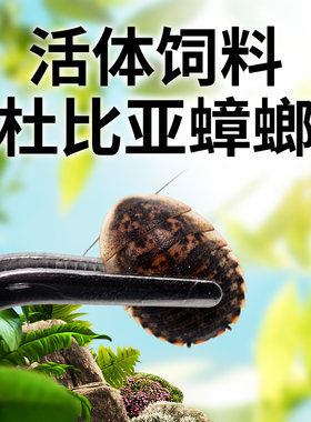 杜比亚蟑螂活体各种规格守宫蜥蜴