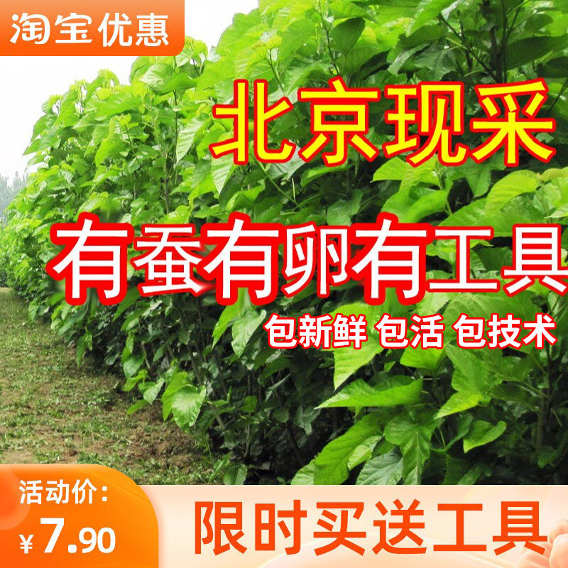 桑叶新鲜嫩桑叶活体彩蚕宝宝饲料桑树叶现摘桑叶学生养蚕套装包邮